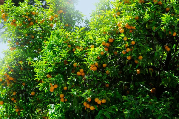 Frutto arancio su albero nel giardino della città — Foto Stock