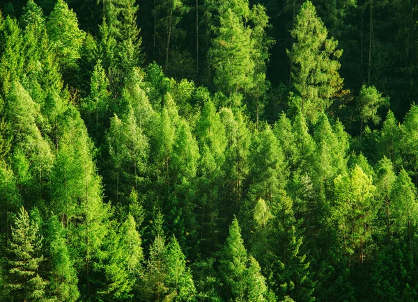 Πράσινο δάσος δέντρα υφή φόντου — Φωτογραφία Αρχείου