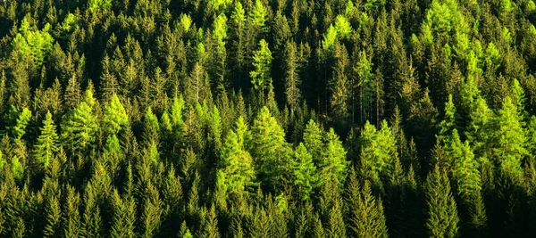 Zelené lesní stromy textura pozadí — Stock fotografie