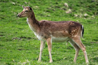 Yeşil çim sahası hayvanlarda geyik