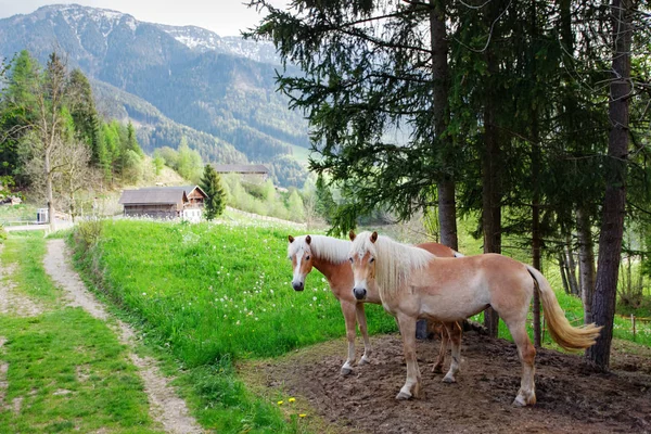 Dos caballos en el campo verde —  Fotos de Stock