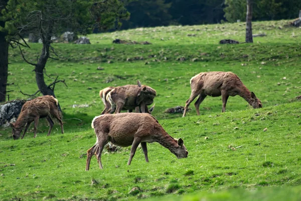 Veados animais no campo de grama verde — Fotografia de Stock