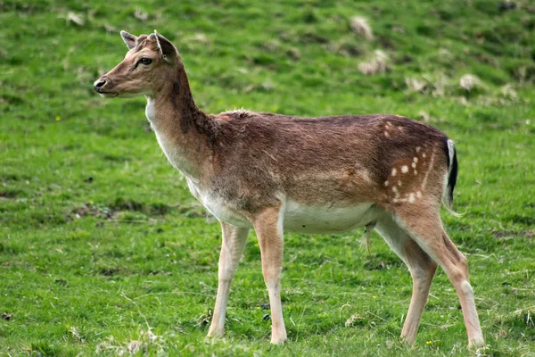 Yeşil çim sahası hayvanlarda geyik