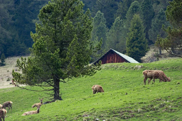 Deer animals in green grass field — Stock Photo, Image