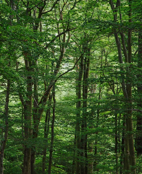 Πράσινο άγριο δάσος — Φωτογραφία Αρχείου