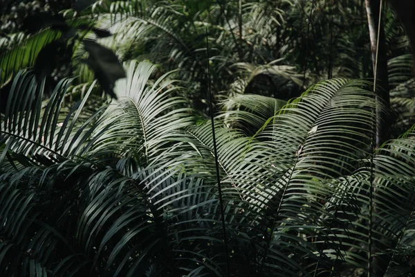 Green nature jungle background at sunny day