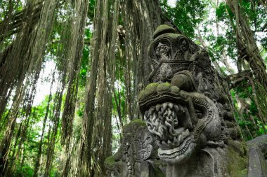 Kutsal maymun orman sığınak Ubud. Bali Adası, Endonezya
