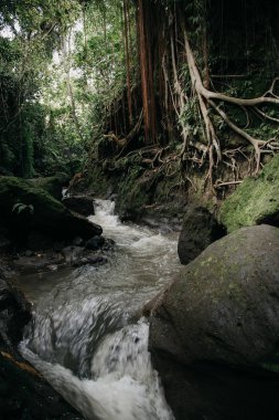 Yeşil vahşi orman orman ve akan nehir