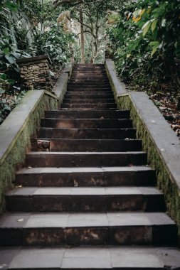 Kutsal maymun orman sığınak Ubud. Bali Adası, Endonezya