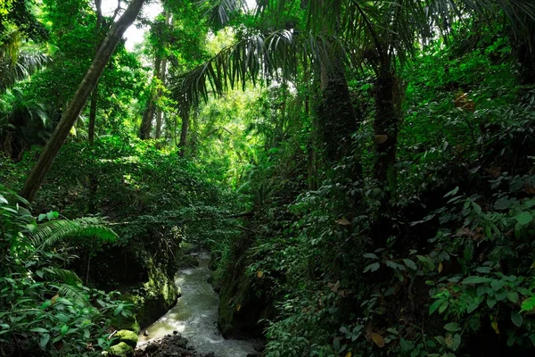 Πράσινη άγρια ζούγκλα δάσος και ροή του ποταμού — Φωτογραφία Αρχείου