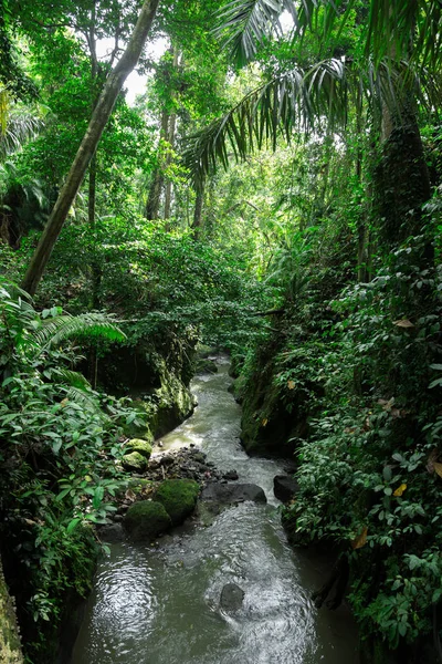 Зелений ліс диких джунглів і тече річка — стокове фото