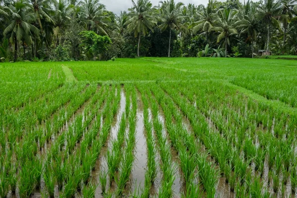 Zielone pola ryżu taras w Bali, Indonezja — Zdjęcie stockowe