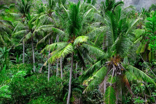 Palmy kokosowe drzewo dżungla Las. Tło zielony natura — Zdjęcie stockowe