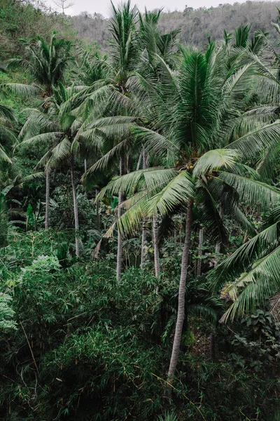 Palmy kokosowe drzewo dżungla Las. Tło zielony natura — Zdjęcie stockowe