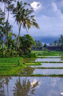 Yeşil alan pirinç Teras gün batımında. Bali, Endonezya
