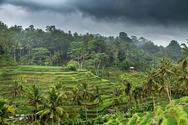 Terrasse de riz vert à Bali, Indonésie — Photo