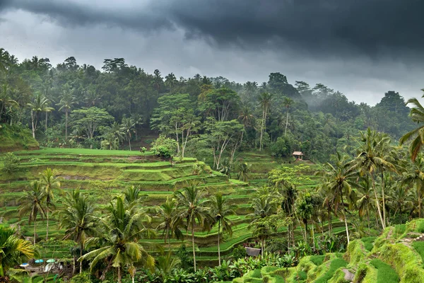 Zelené louce rýžové terasy v Bali, Indonésie — Stock fotografie