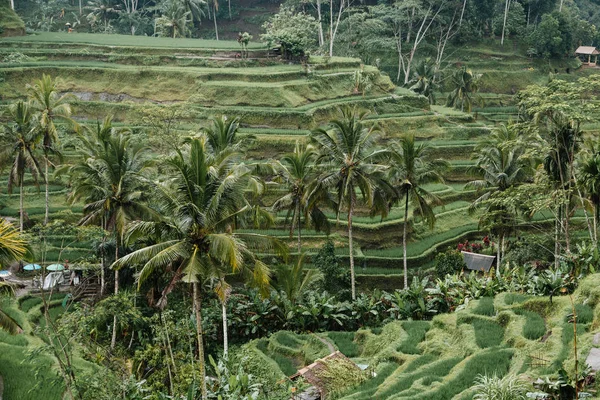 Terrasse de riz vert à Bali, Indonésie — Photo