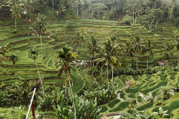 Terrasse de riz vert à Bali, Indonésie — Photo