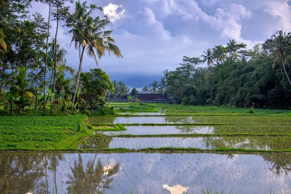 Zielone pola ryżu taras o zachodzie słońca. Bali, Indonezja — Zdjęcie stockowe