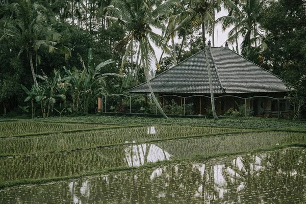 Terraza de arroz verde en Bali, Indonesia — Foto de Stock