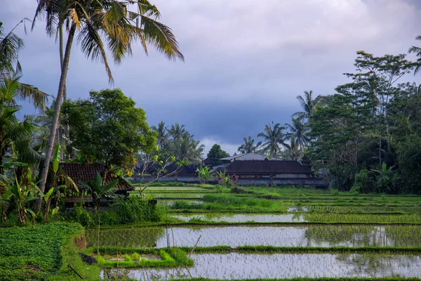 Terraza de arroz de campo verde al atardecer. Bali, Indonesia — Foto de Stock