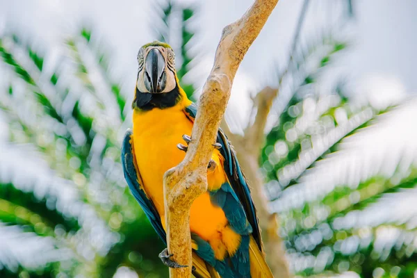 Pássaro-papagaio amarelo-azulado. Ara Ararauna — Fotografia de Stock