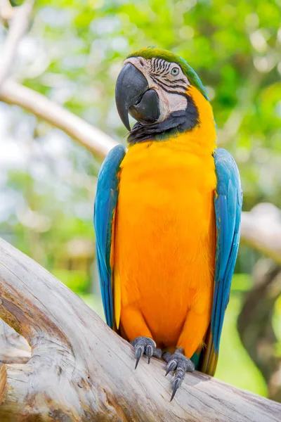 Uccello pappagallo Ara giallo blu. Ara Ararauna — Foto Stock