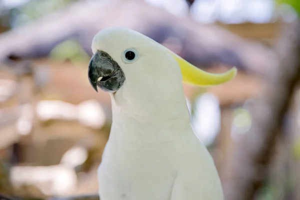 Pássaro grande papagaio branco com crista amarela. Cacatua, crista de enxofre — Fotografia de Stock