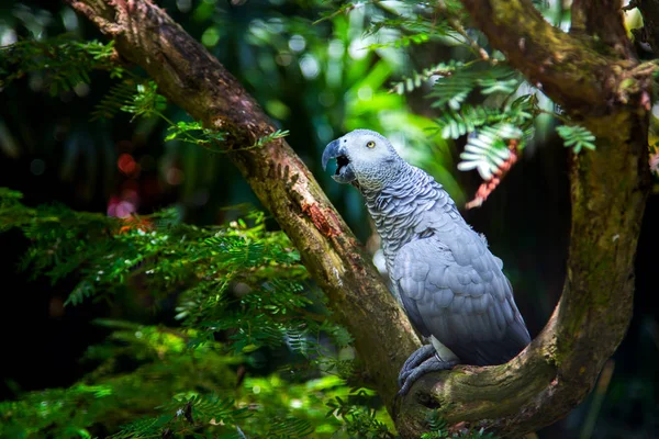 Papagaio de pássaro cinza em uma árvore em floresta verde — Fotografia de Stock