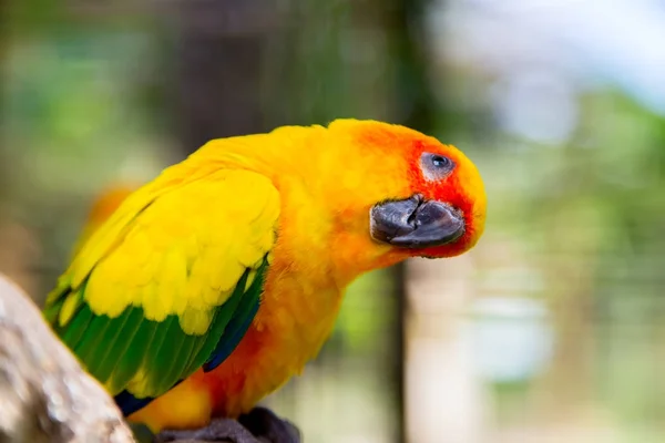 Pássaro papagaio amarelo com asas verdes e cabeça vermelha — Fotografia de Stock