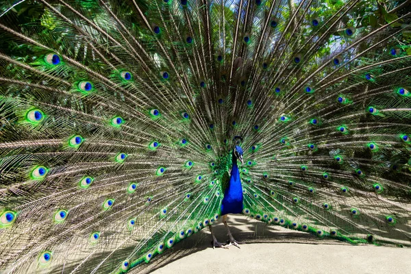 Male peacock bird. Open feathers tail. Pavo Cristatus — Stock Photo, Image