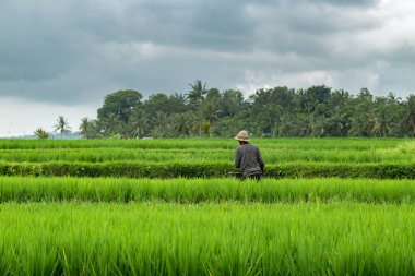 Adam yeşil alan pirinç Teras çiftliğinde çalışıyor.