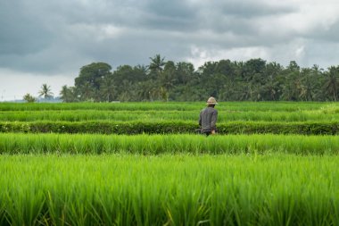 Adam yeşil alan pirinç Teras çiftliğinde çalışıyor.