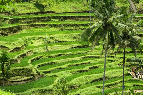 Plantation de rizières en cascade verte sur la terrasse Tegalalang . — Photo