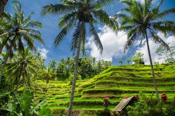 Plantation de rizières en cascade verte sur la terrasse Tegalalang . — Photo