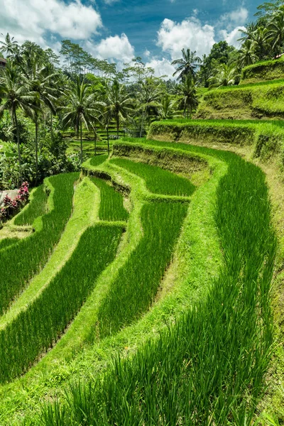 Plantation de rizières en cascade verte sur la terrasse Tegalalang . — Photo