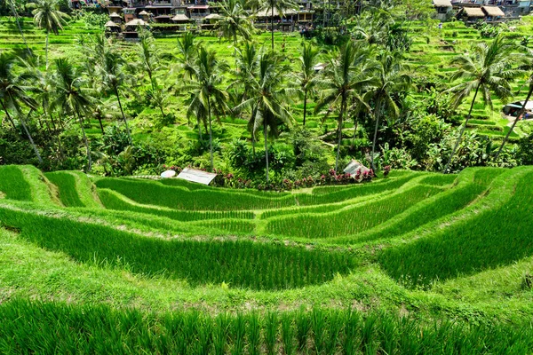 Zelené kaskády rýže pole plantáž v Tegalalang terrace. — Stock fotografie