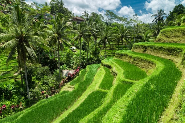 Plantation de rizières en cascade verte sur la terrasse Tegalalang . — Photo