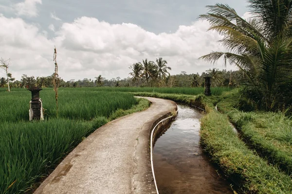 Campo verde plantación de terraza de arroz. Bali, Indonesia — Foto de Stock