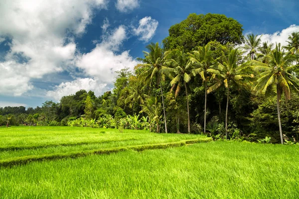 Zöld mező rizs terasz ültetvény. Bali, Indonézia — Stock Fotó