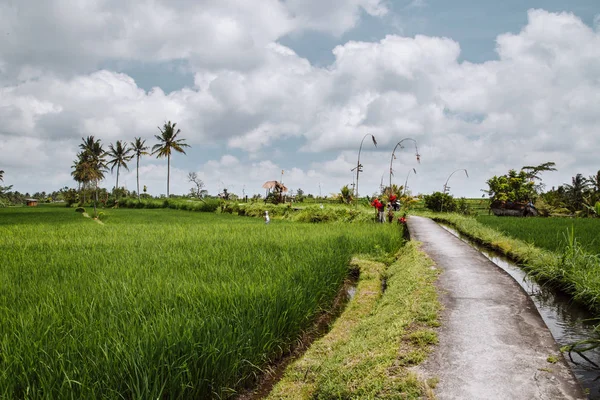 Campo verde plantación de terraza de arroz. Bali, Indonesia — Foto de Stock