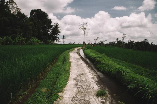 Campo verde plantación de terraza de arroz. Bali, Indonesia — Foto de Stock