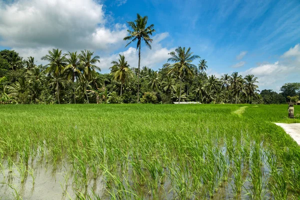 Campo verde plantación de terraza de arroz. Bali, Indonesia — Foto de Stock