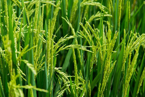 Fresh raw rice plant on green grass field.