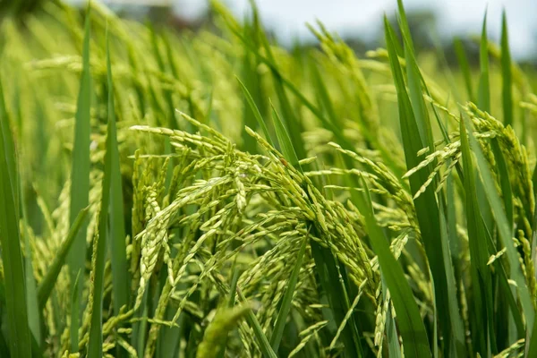 Fresh raw rice plant on green grass field.