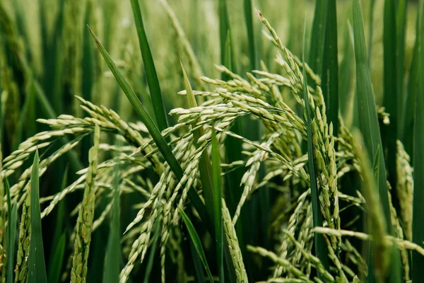 Fresh raw rice plant on green grass field.