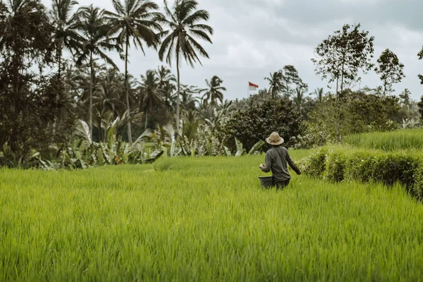 El hombre está trabajando en plantación de terraza de arroz de campo verde . — Foto de Stock
