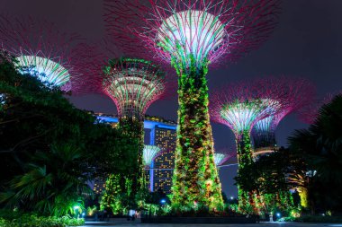 Supertree Grove orman geceleri ışıklı. Bahçelerle Bay, Singapur 