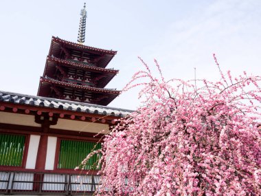 Erik ağacı bir Budist tapınağında tam Bloom